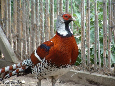 Elliot fácán kakas